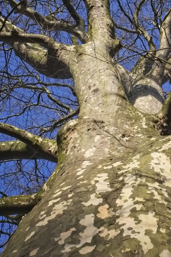 De plataan in het Wasven: Wereldboom
