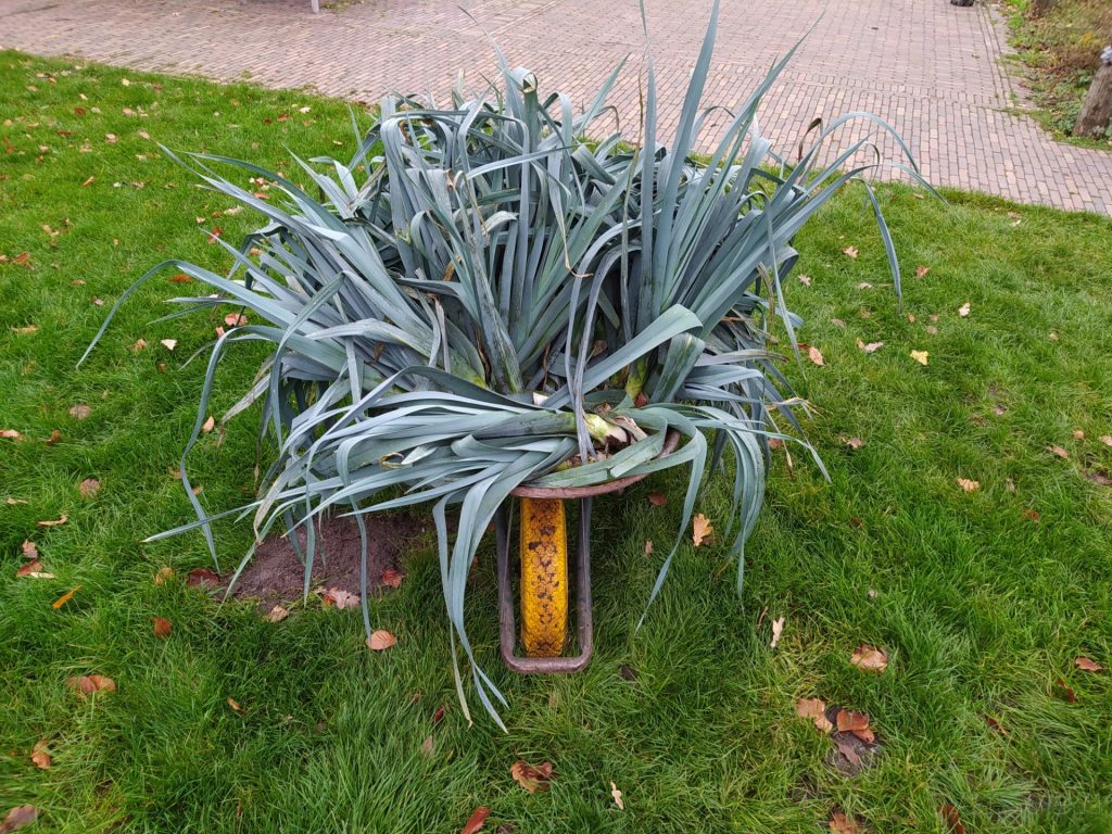 groenten in de winter