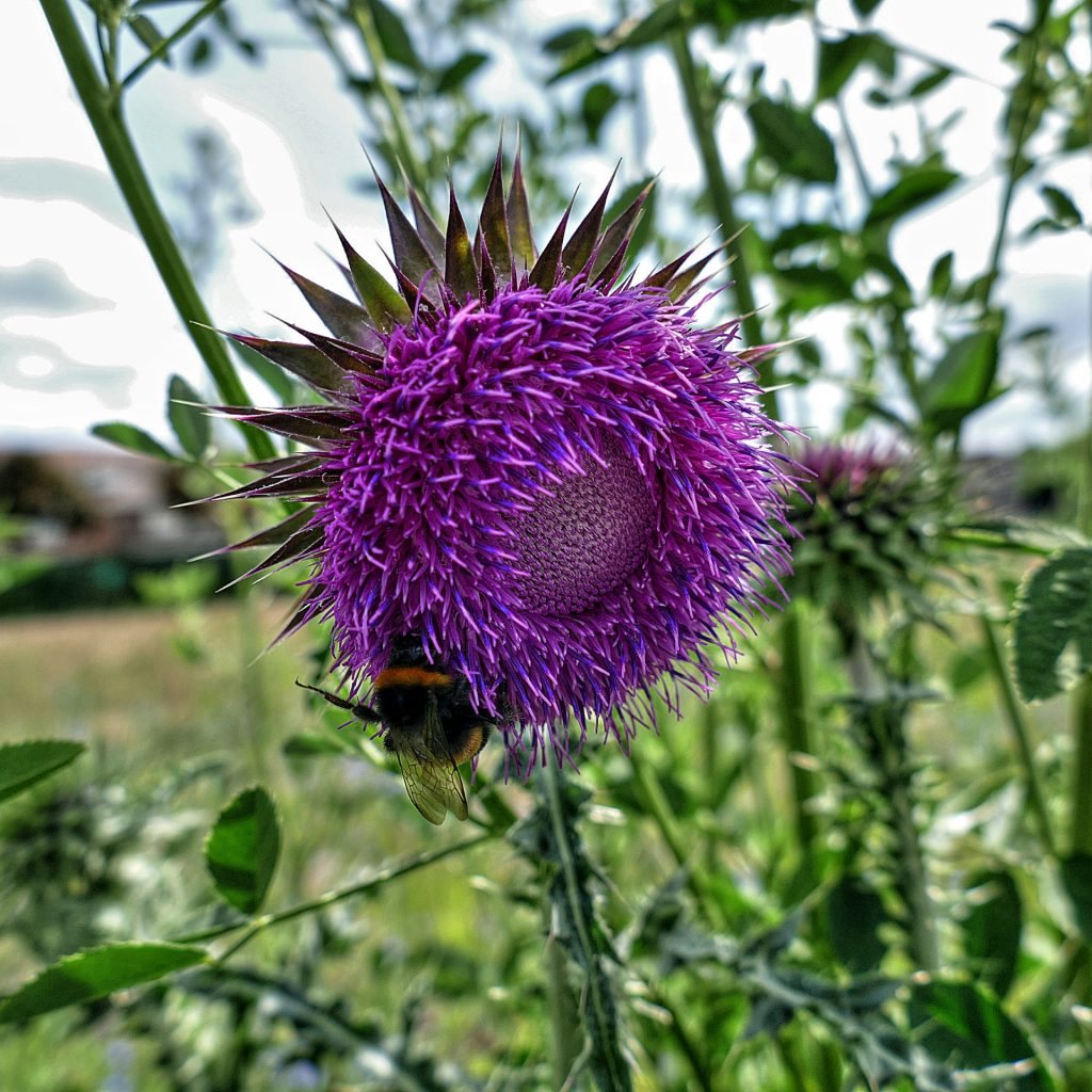 Hommel op distel